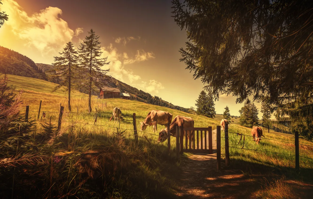 Photo wallpaper field, trees, hills, treatment, cows, the herd, Cows ahead