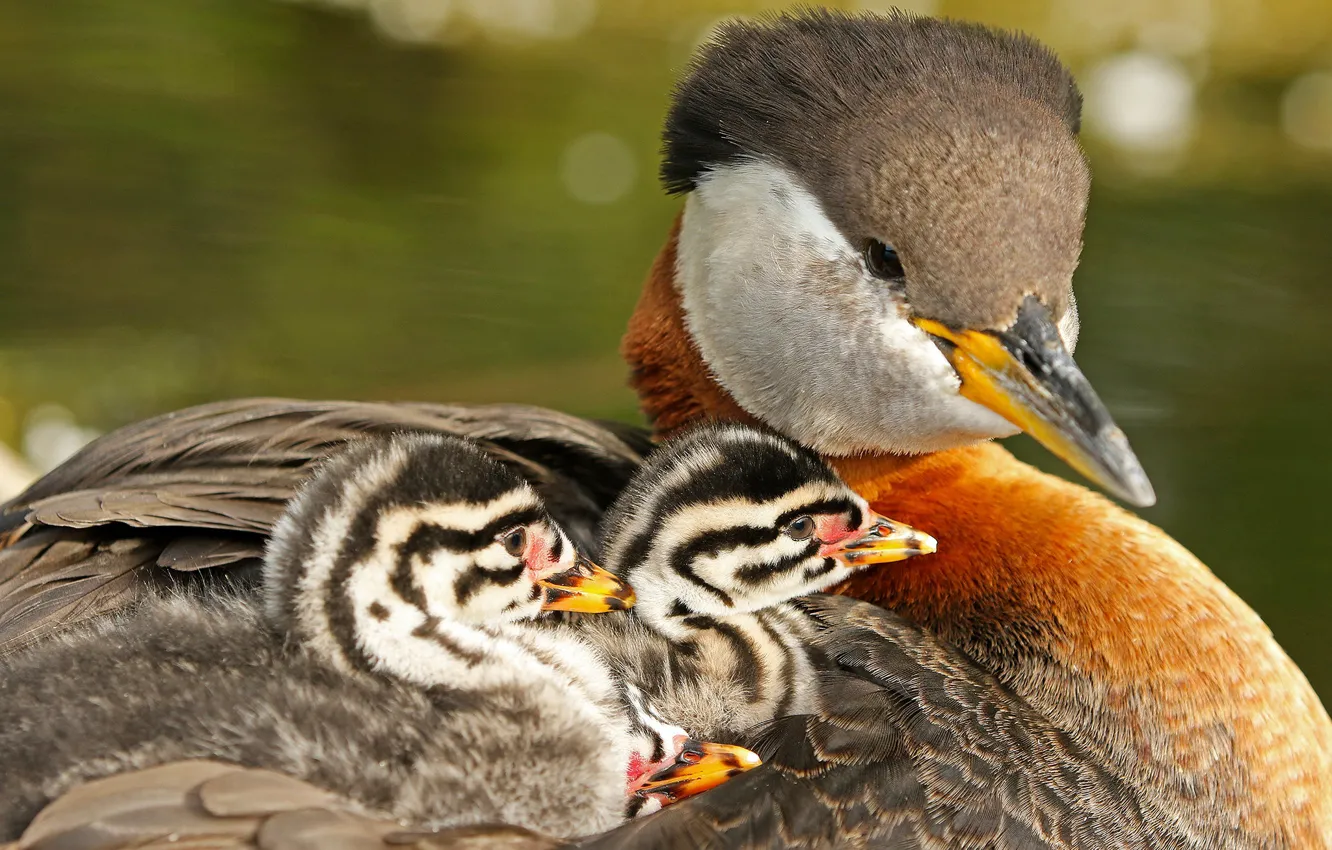 Photo wallpaper bird, Chicks, Grey - cheeked grebe