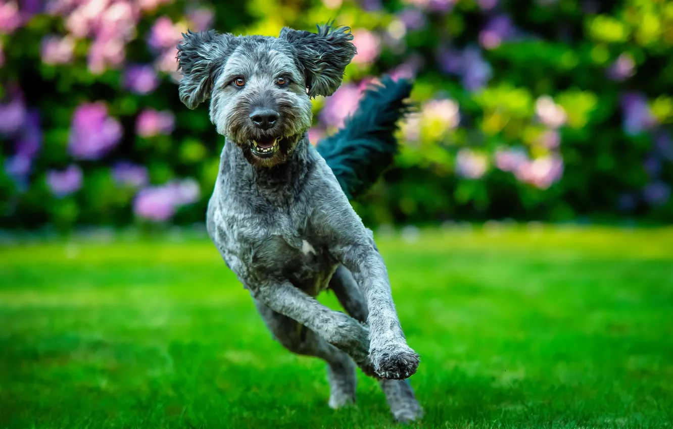 Photo wallpaper background, lawn, the game, dog