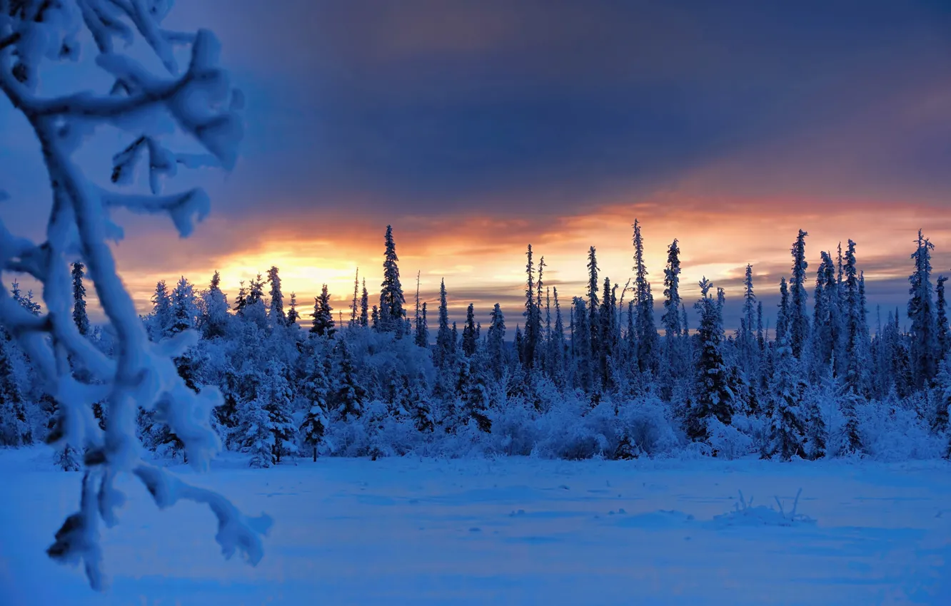 Photo wallpaper winter, forest, snow, trees, branches, sunrise, dawn, morning