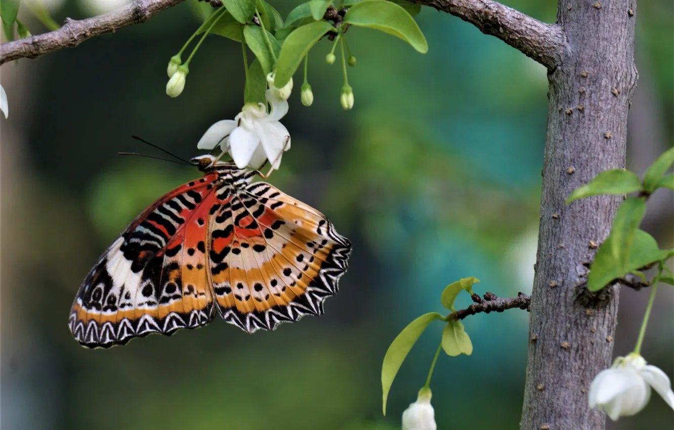 Photo wallpaper flowers, butterfly, buds