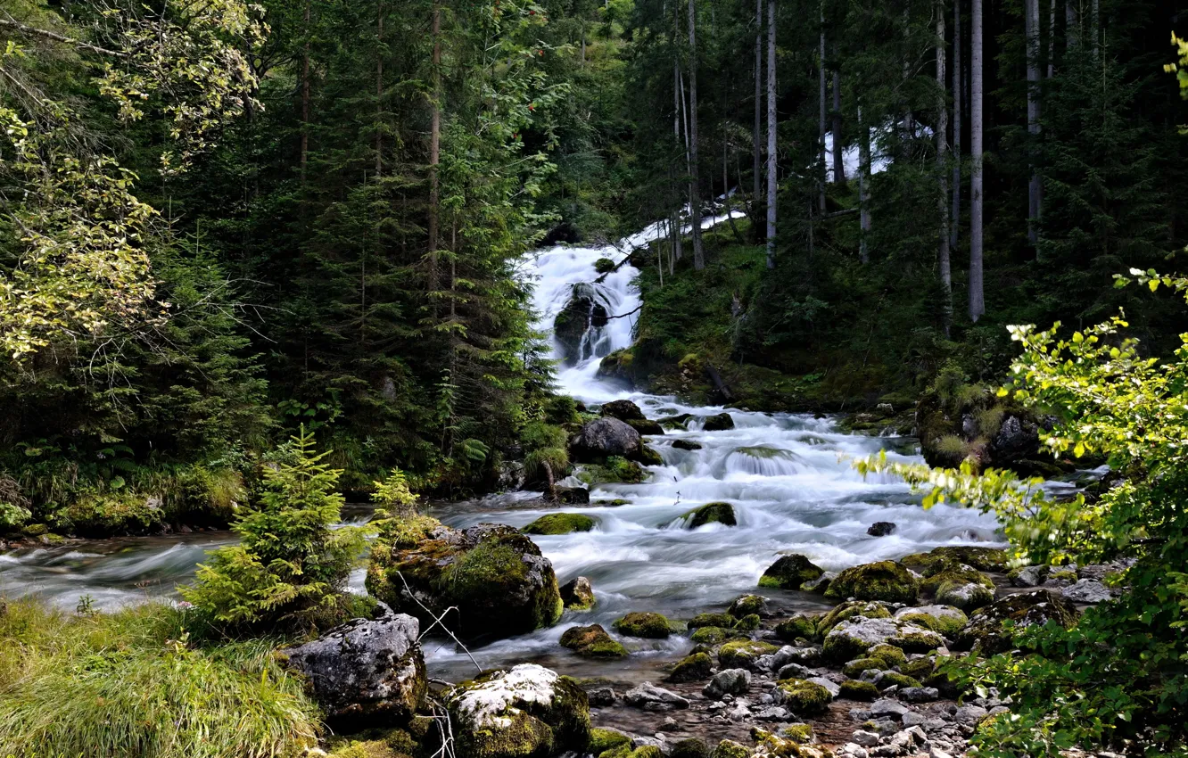Photo wallpaper forest, trees, stream, stones, moss, stream, Austria, thresholds