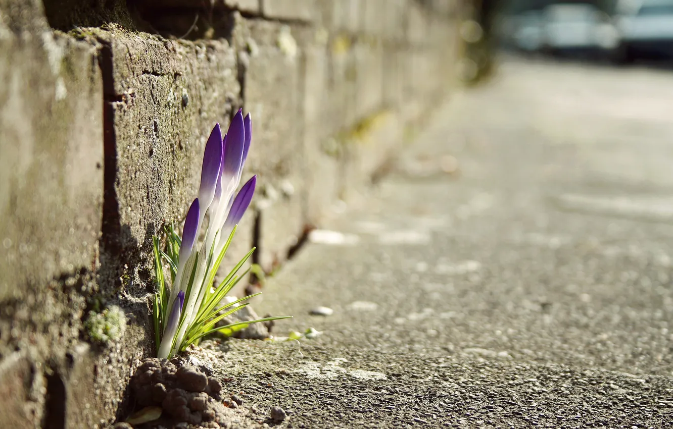 Photo wallpaper road, macro, flowers, photo, plant, spring, the sidewalk
