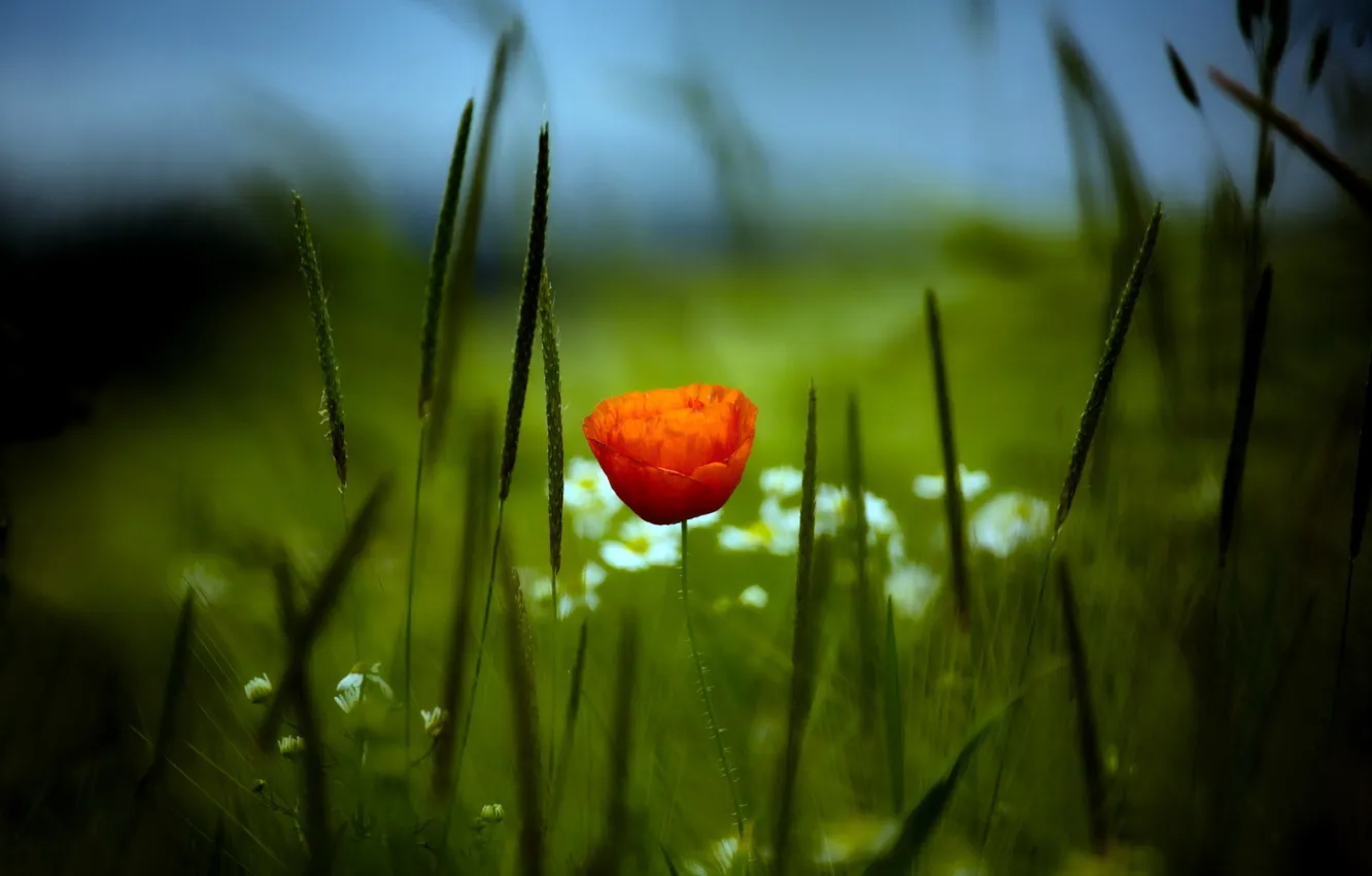 Photo wallpaper field, nature, Mac