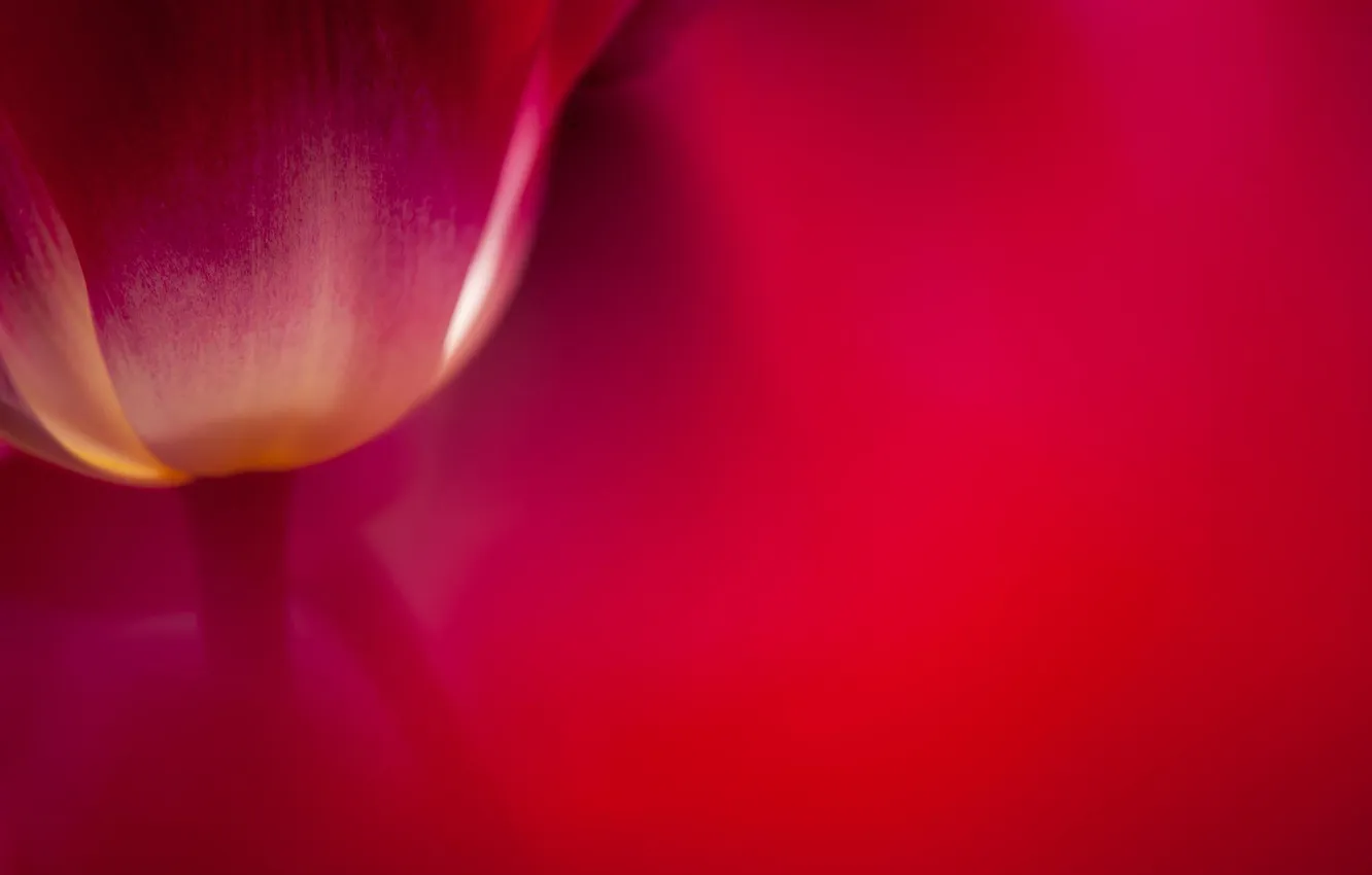 Photo wallpaper macro, flowers, red, tulips