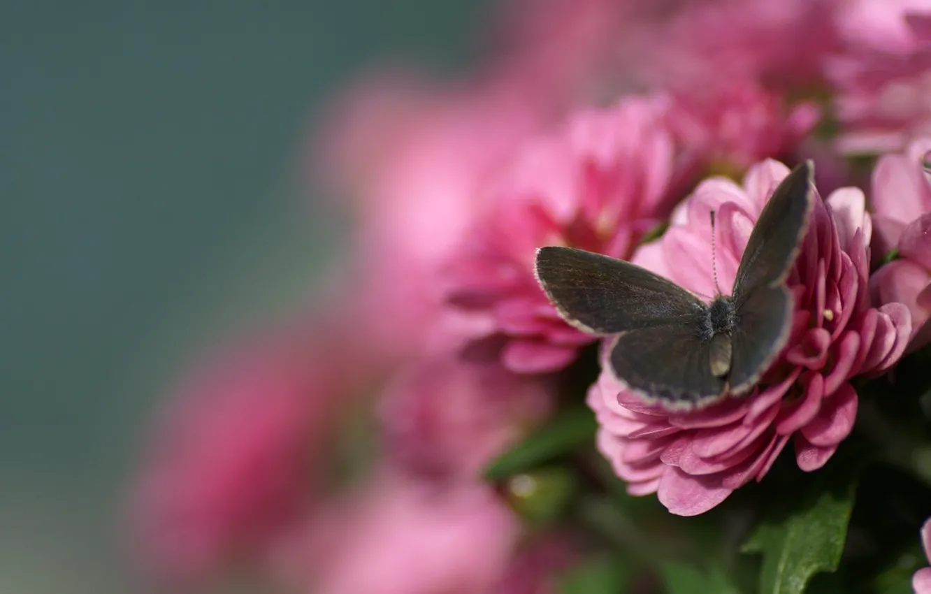 Photo wallpaper macro, flowers, butterfly, blur, pink