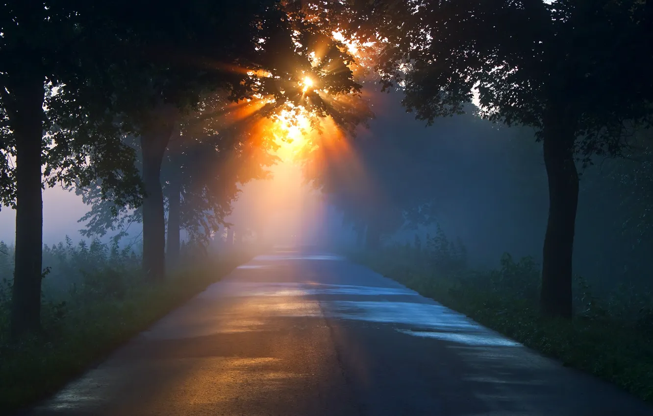 Photo wallpaper road, trees, the evening