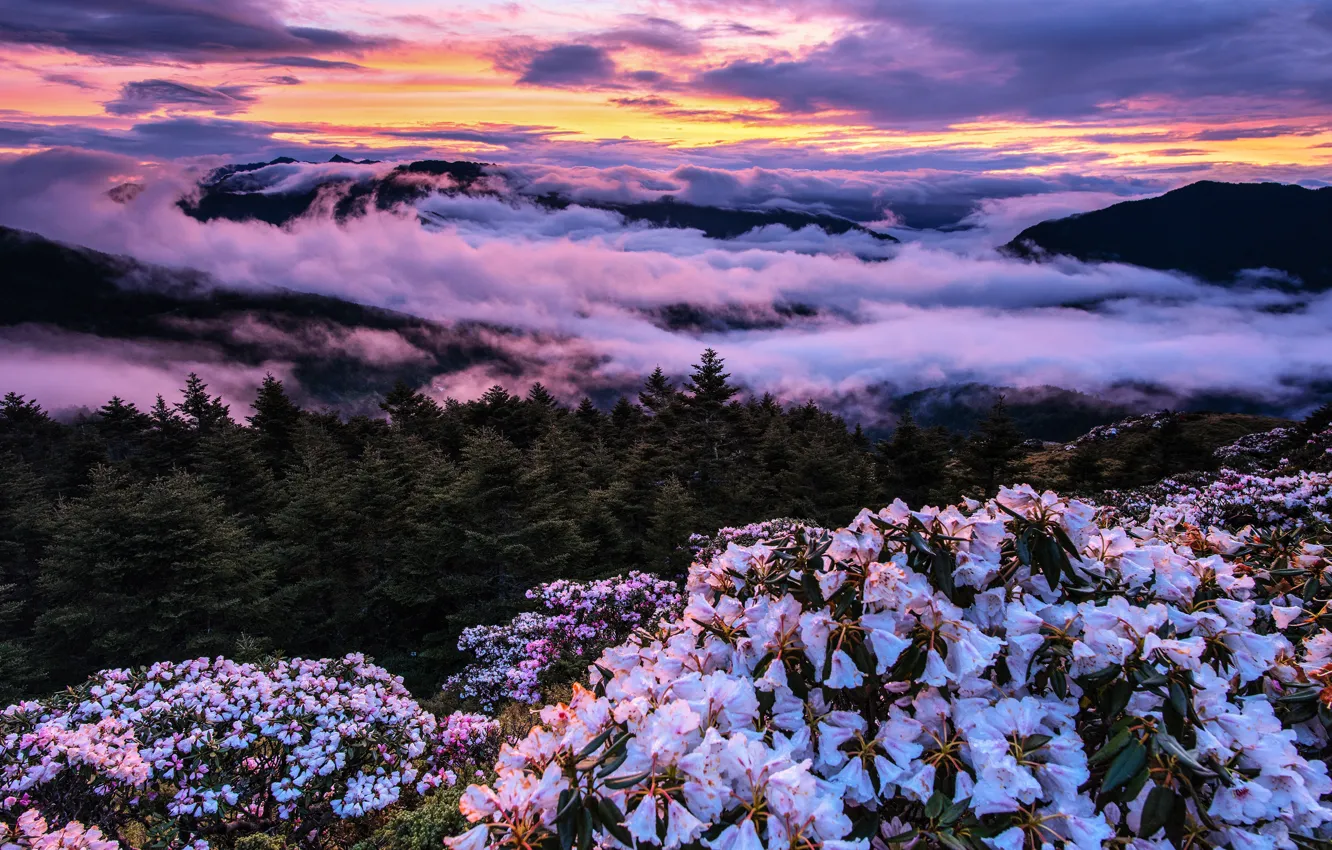 Photo wallpaper forest, summer, the sky, clouds, landscape, sunset, flowers, mountains