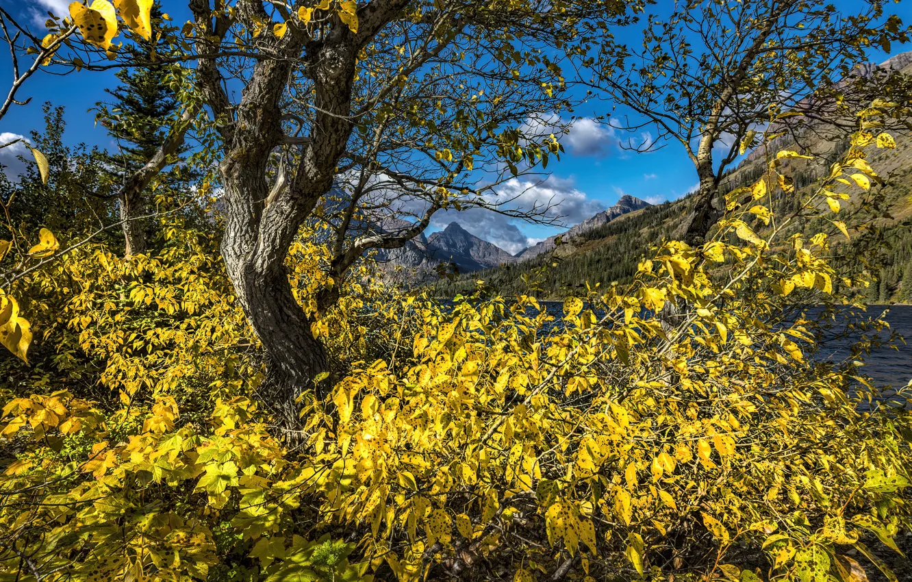 Photo wallpaper autumn, forest, leaves, clouds, trees, mountains, branches, yellow