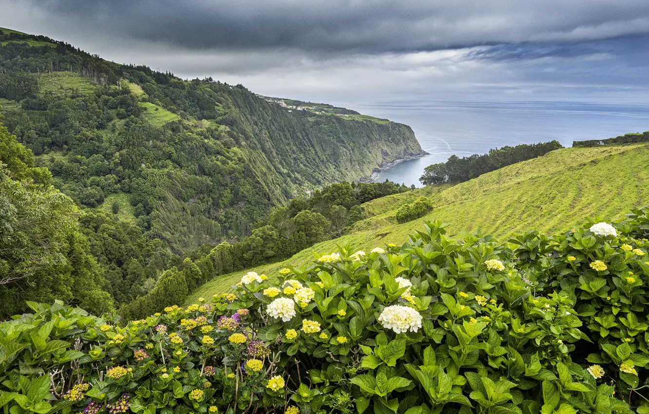 Photo wallpaper flowers, mountains, hills