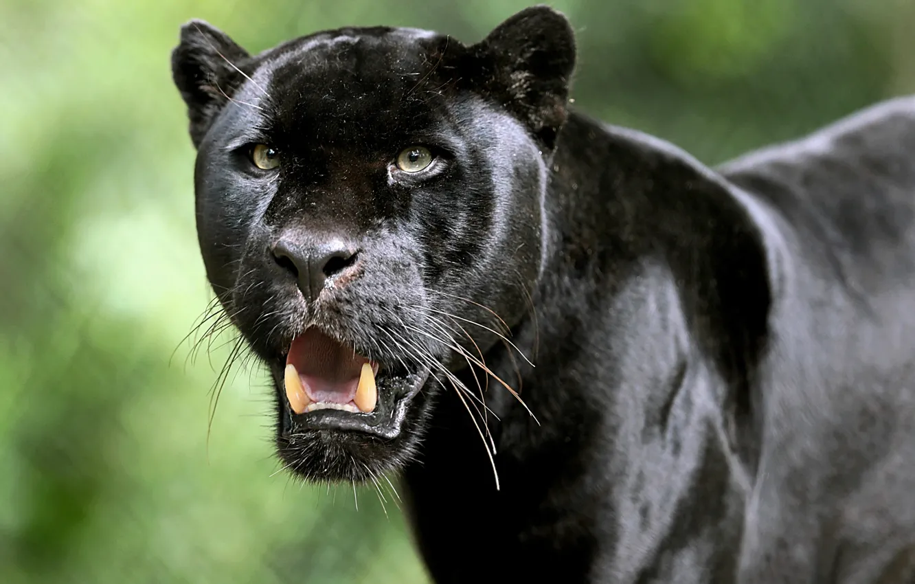 Photo wallpaper look, face, Jaguar, fangs, wild cat, Black Panther