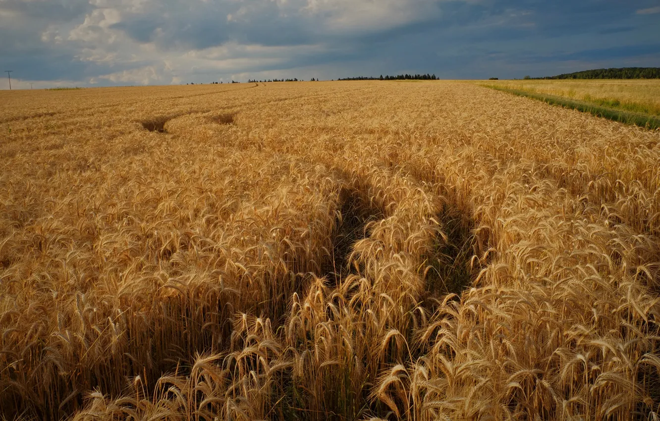 Photo wallpaper road, the sky, rye, space, track, ears, cereals, rye field