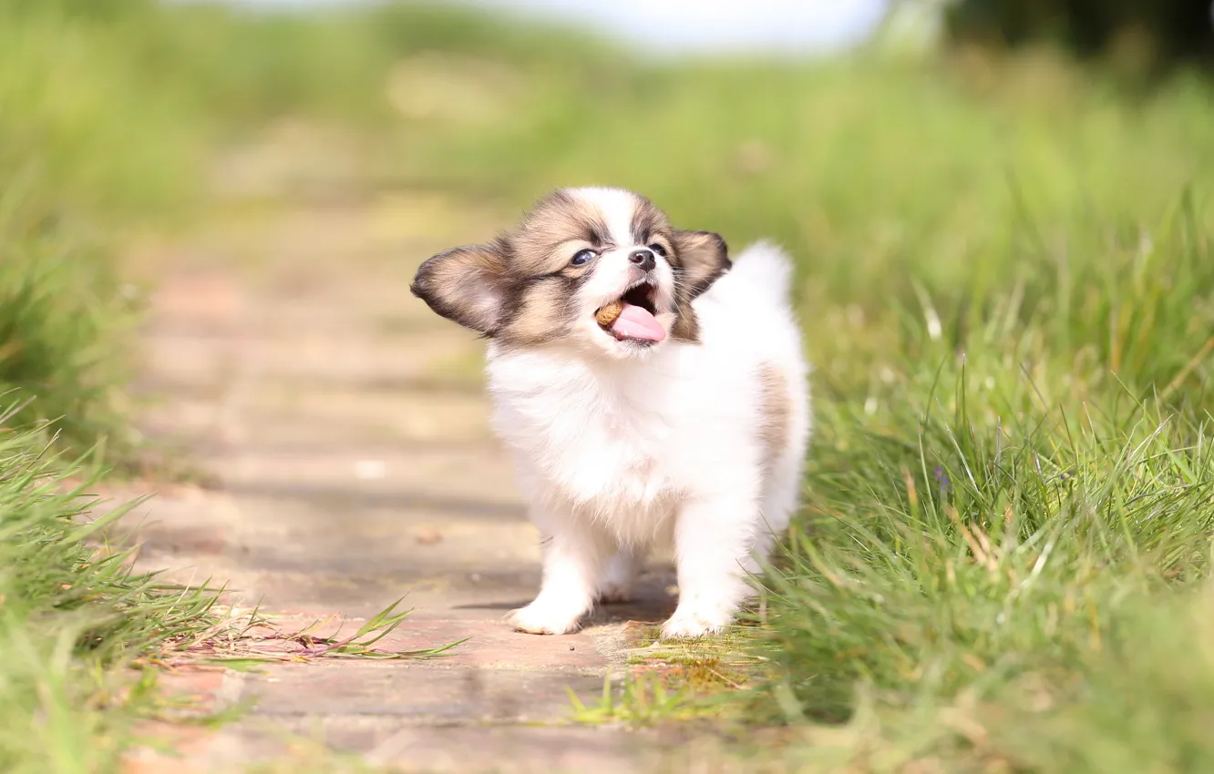 Photo wallpaper grass, dog, baby, puppy, bokeh, The continental toy Spaniel, Papillon