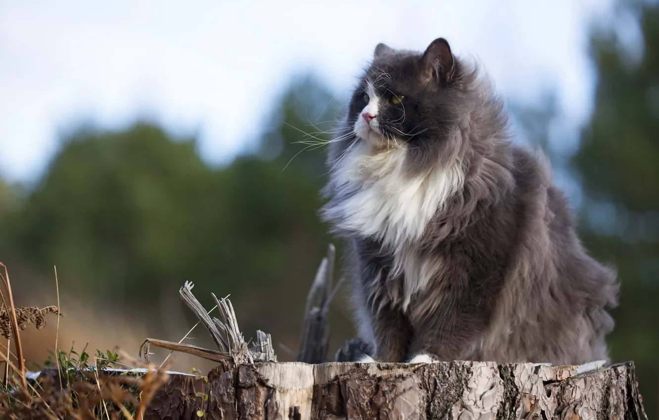 Photo wallpaper cat, nature, stump