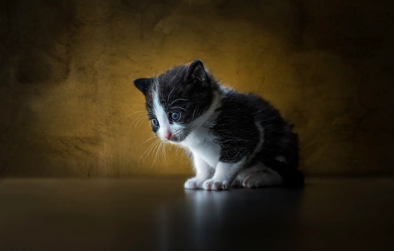 Photo wallpaper cat, baby, kitty, Studio