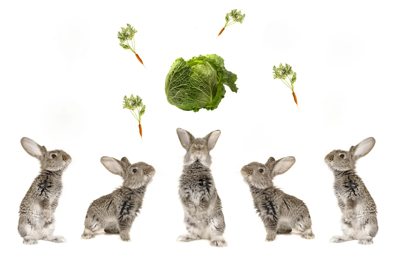 Photo wallpaper carrot, rabbits, cabbage