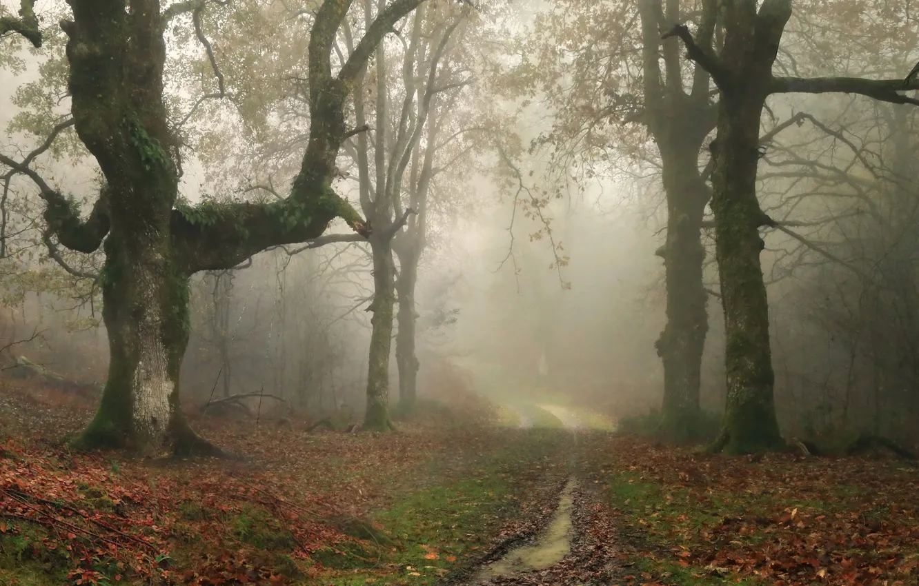 Photo wallpaper autumn, forest, fog