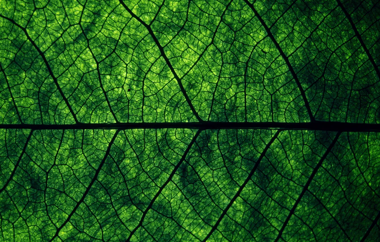Photo wallpaper greens, macro, nature, sheet, structure, texture, veins, macro
