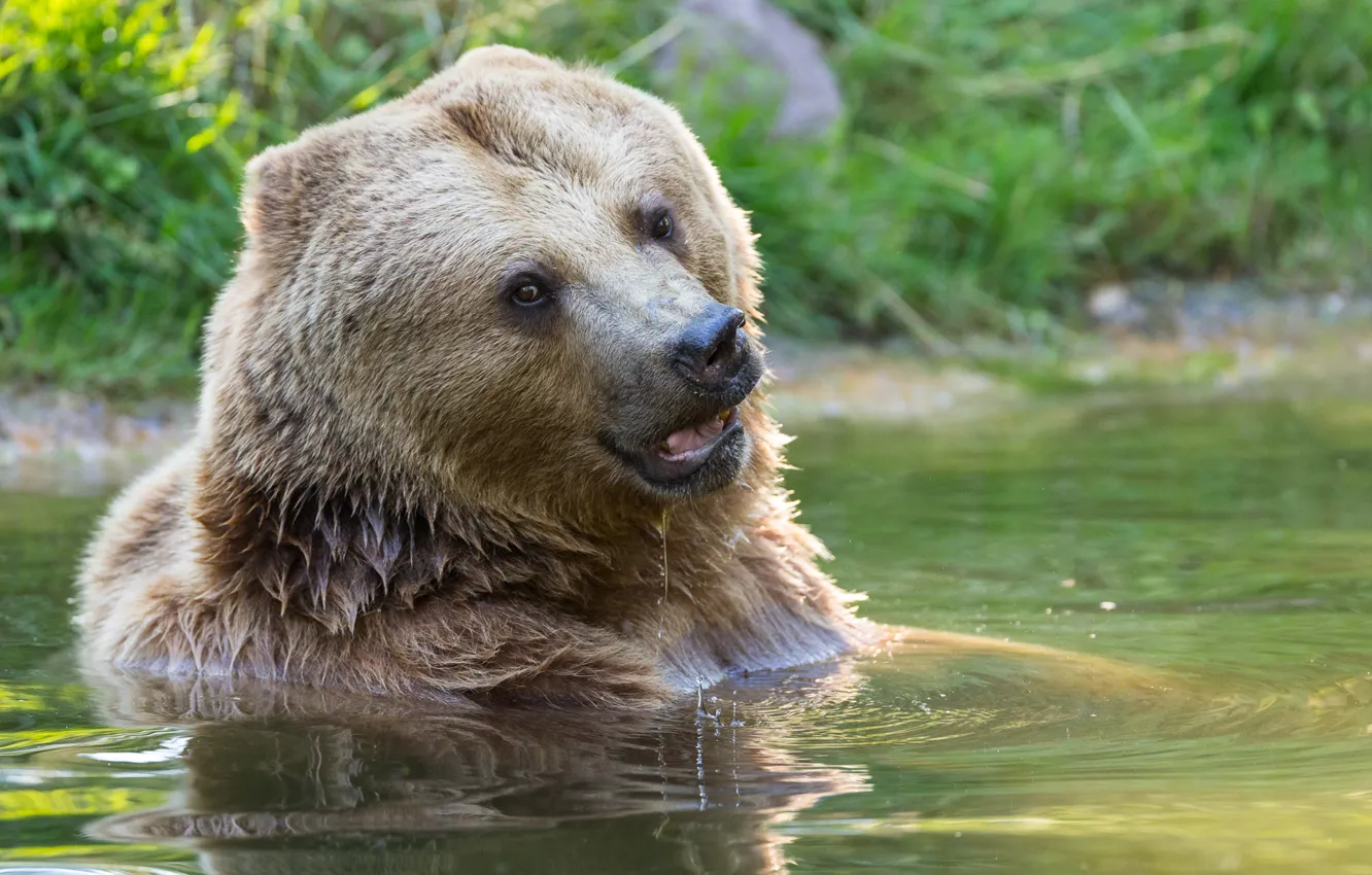Photo wallpaper face, water, bear, bathing, the Bruins