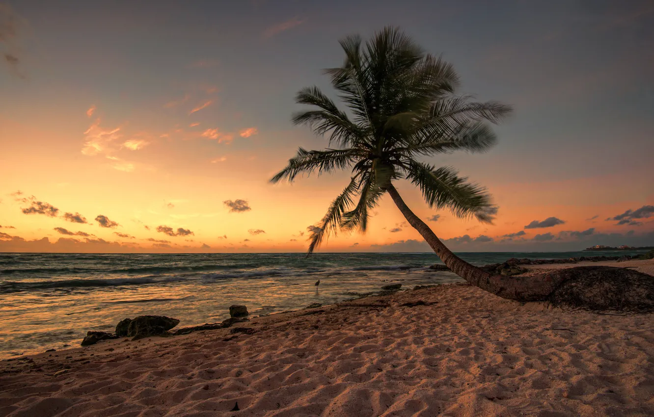 Photo wallpaper beach, palm trees, bird, the evening, Mexico