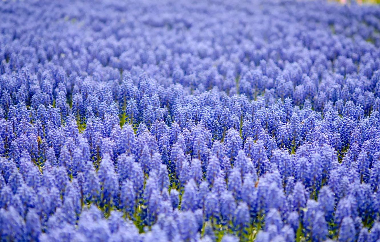 Photo wallpaper field, blue, blur, a lot, Muscari