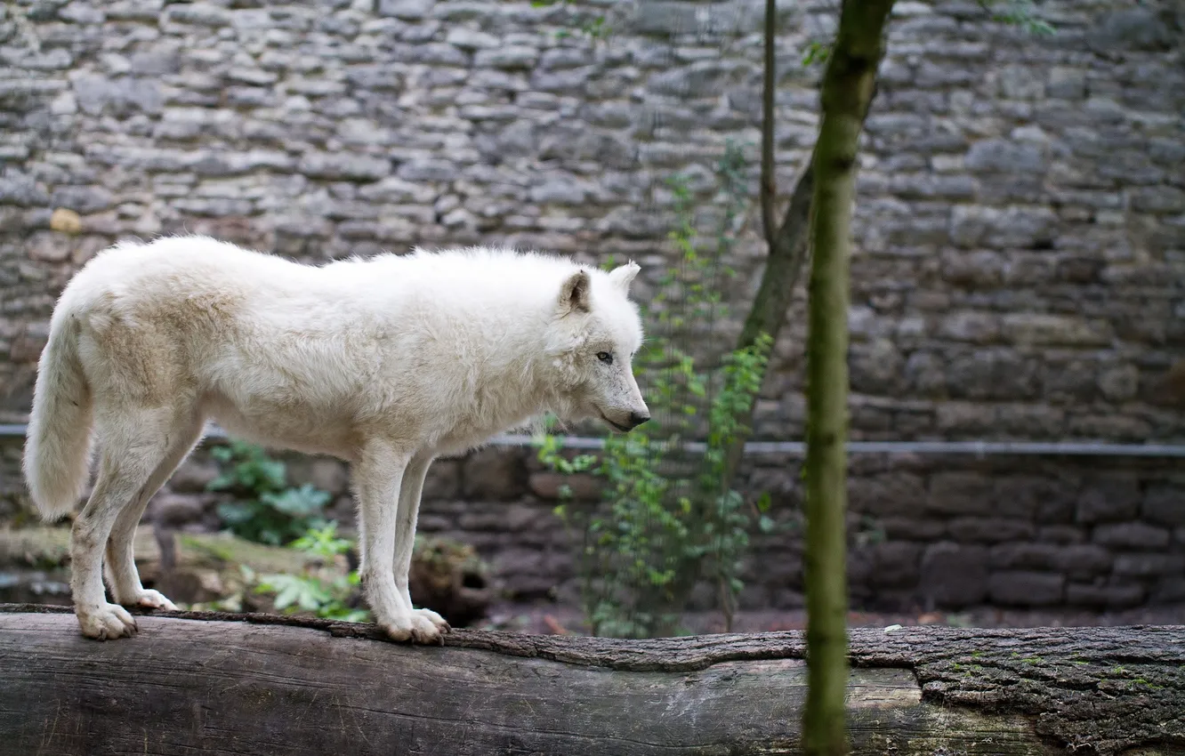 Photo wallpaper Predator, nature, snow, face, animal, wolf, canis lupus, wildlife