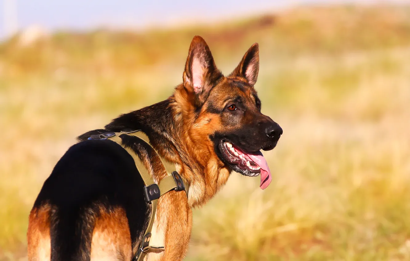 Photo wallpaper language, background, each, dog, German shepherd