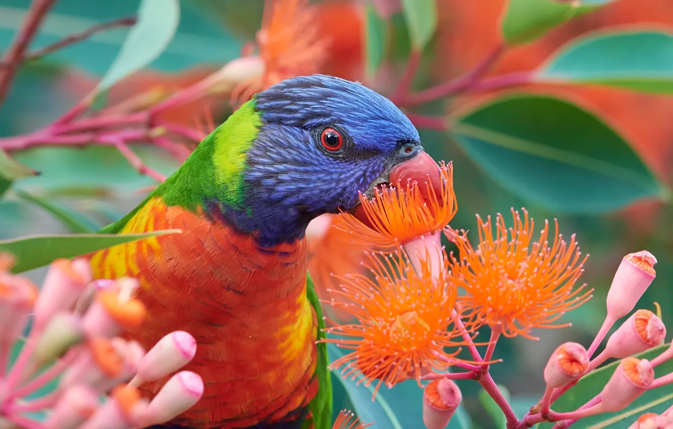 Photo wallpaper flowers, bird, portrait, parrot, rainbow lorikeet