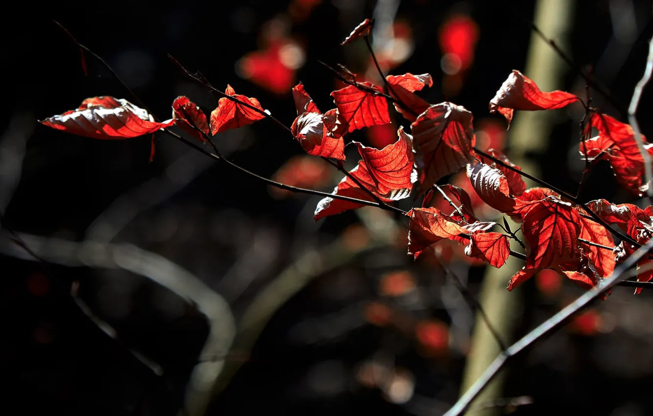 Photo wallpaper autumn, leaves, light, trees, branches, red, nature, the dark background