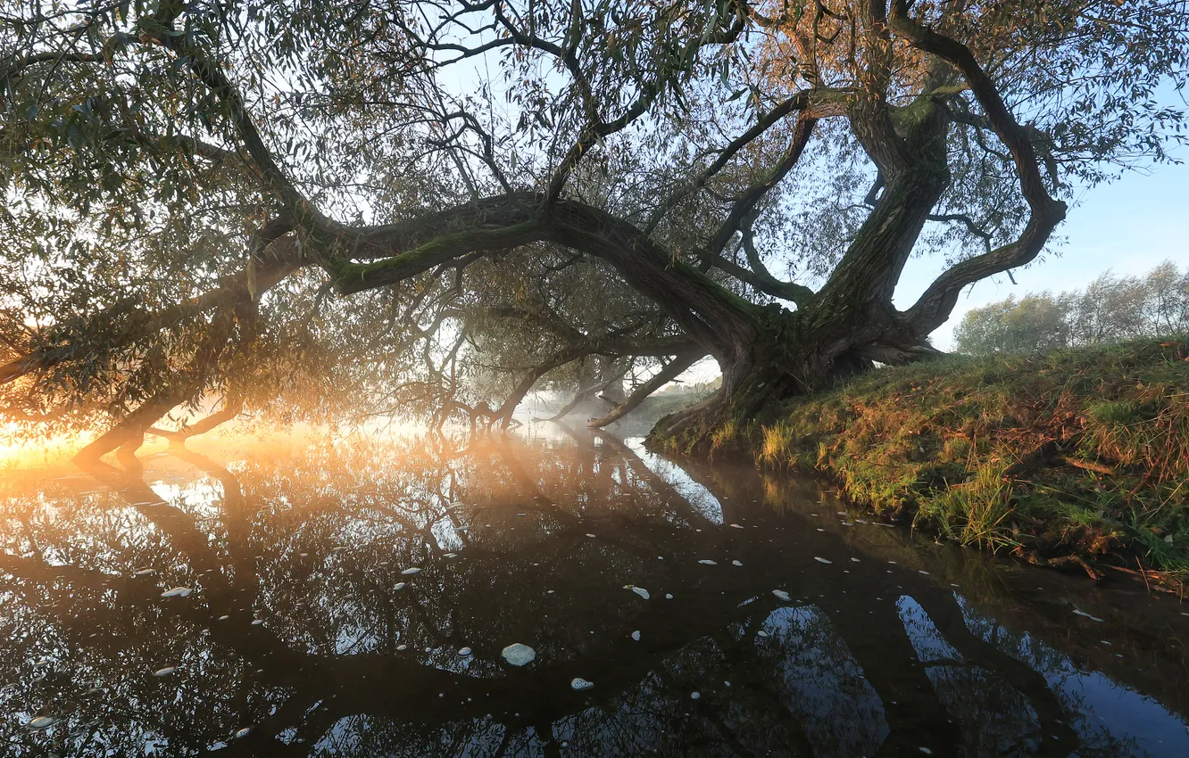 Photo wallpaper trees, nature, fog, river, morning