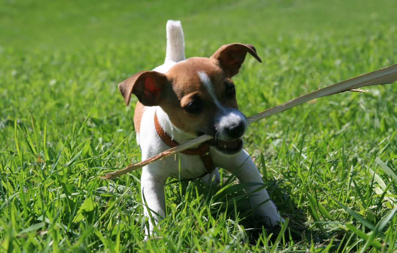 Photo wallpaper grass, animal, the situation, dog, walk, holding a stick, Jack Russell puppy