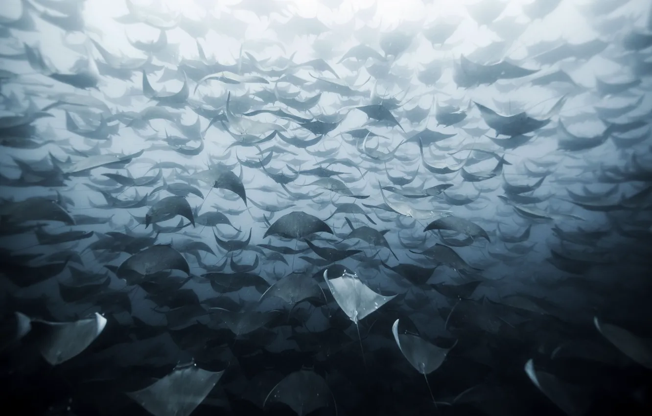 Photo wallpaper sea, water, the ocean, pack, SKAT