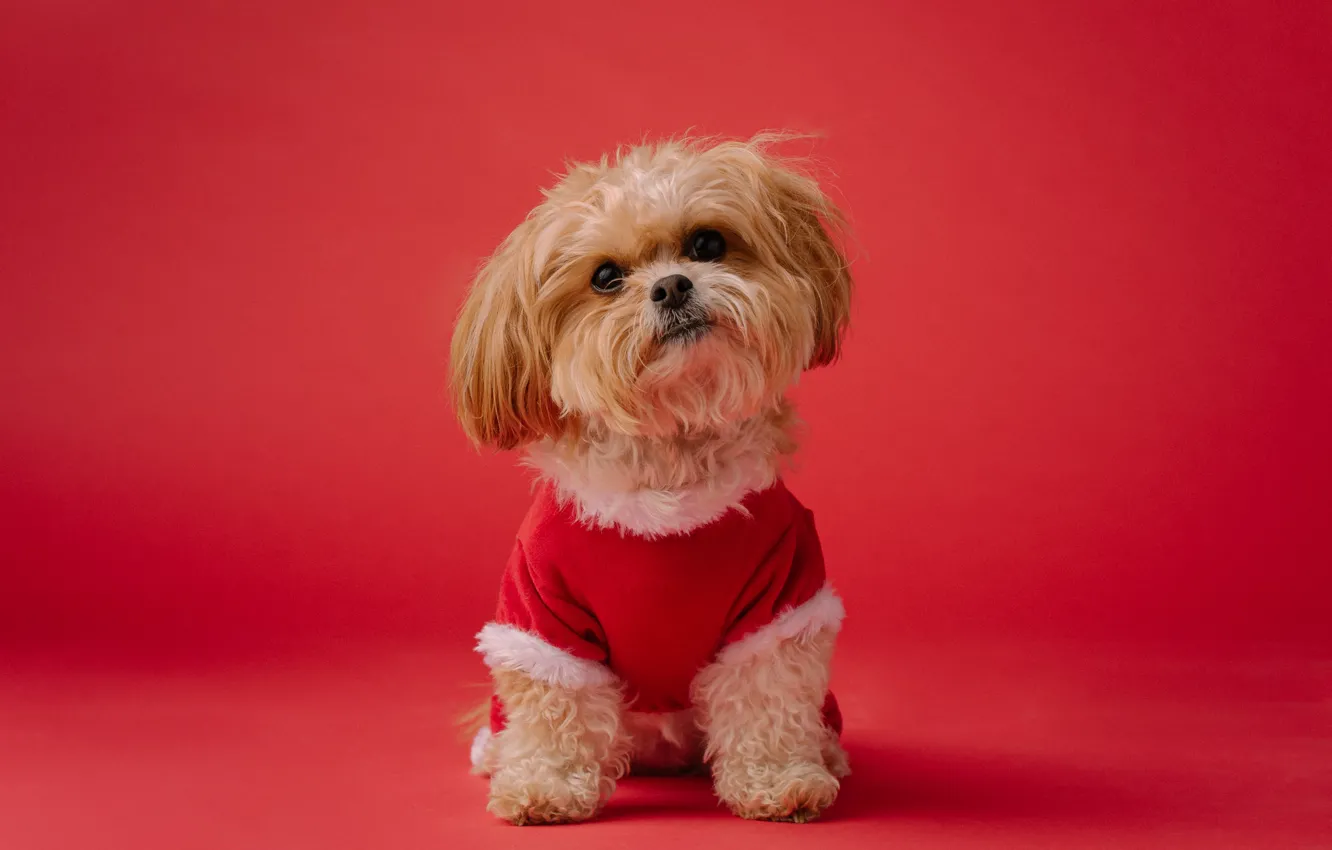 Photo wallpaper dog, Christmas, costume, New year, lapdog, red background