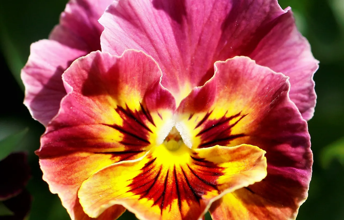 Photo wallpaper flowers, petals, Pansy