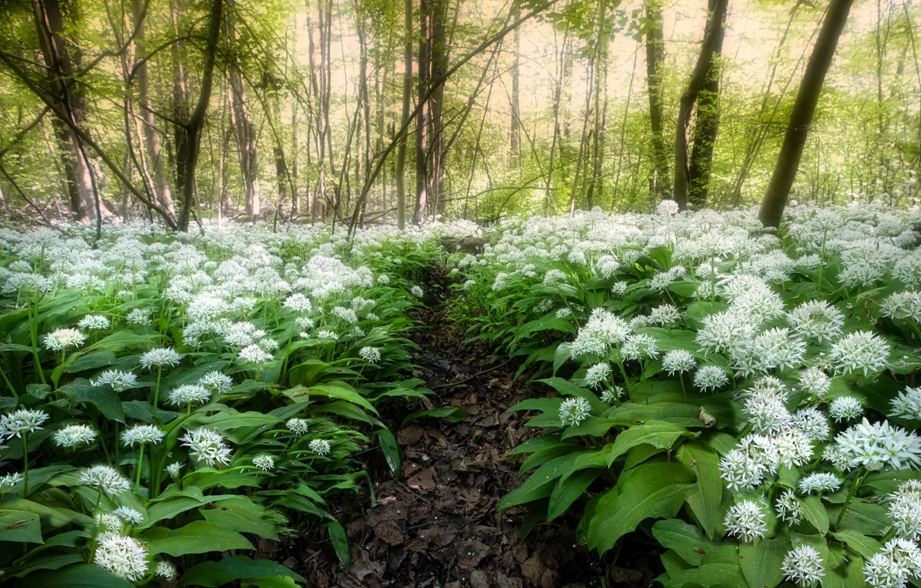 Photo wallpaper forest, flowers, spring