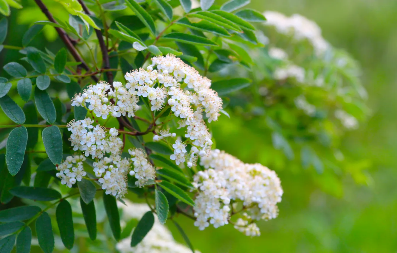 Spring Twigs Wallpaper flower, spring, twig, twigs, blooming for mobile and desktop ...