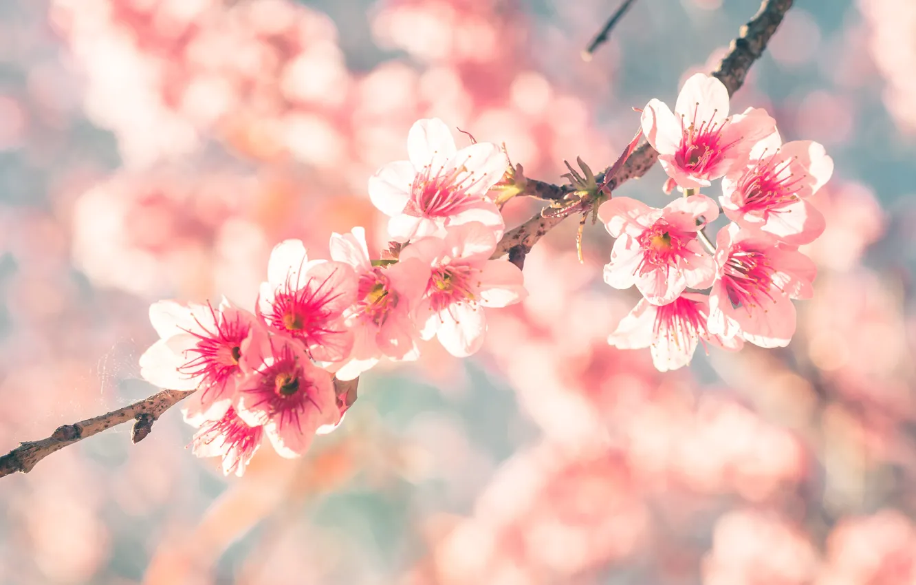 Photo wallpaper the sky, branches, spring, Sakura, flowering, pink, blossom, sakura