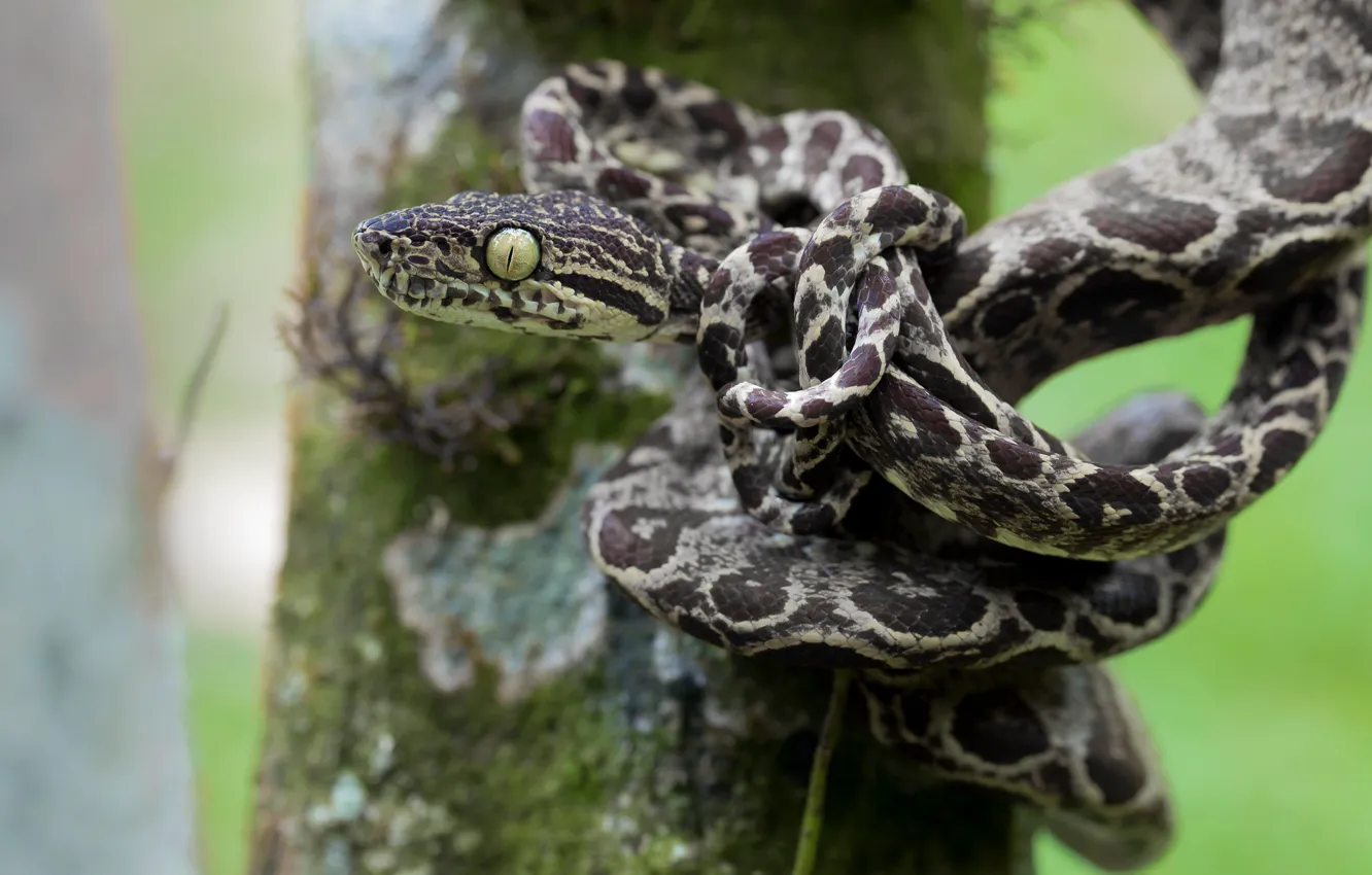 Photo wallpaper eyes, look, trees, pose, snake, head, tail, node