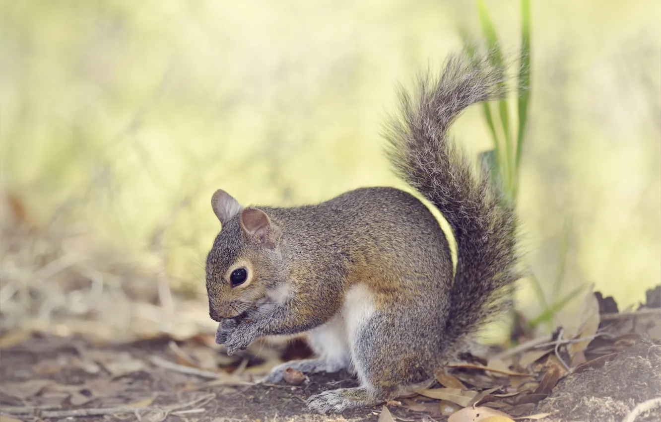 Photo wallpaper grey, protein, bokeh, closeup