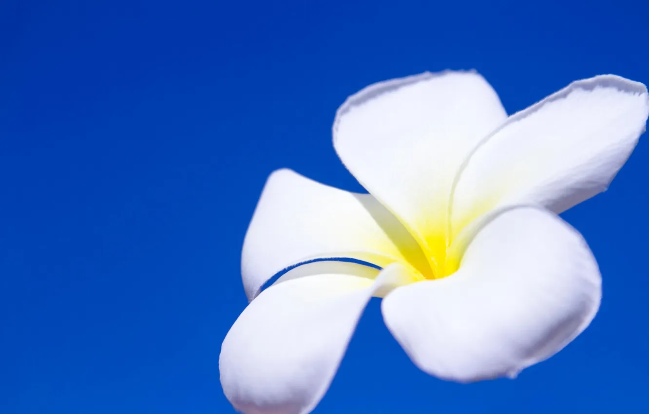 Photo wallpaper white, summer, the sky, flowers