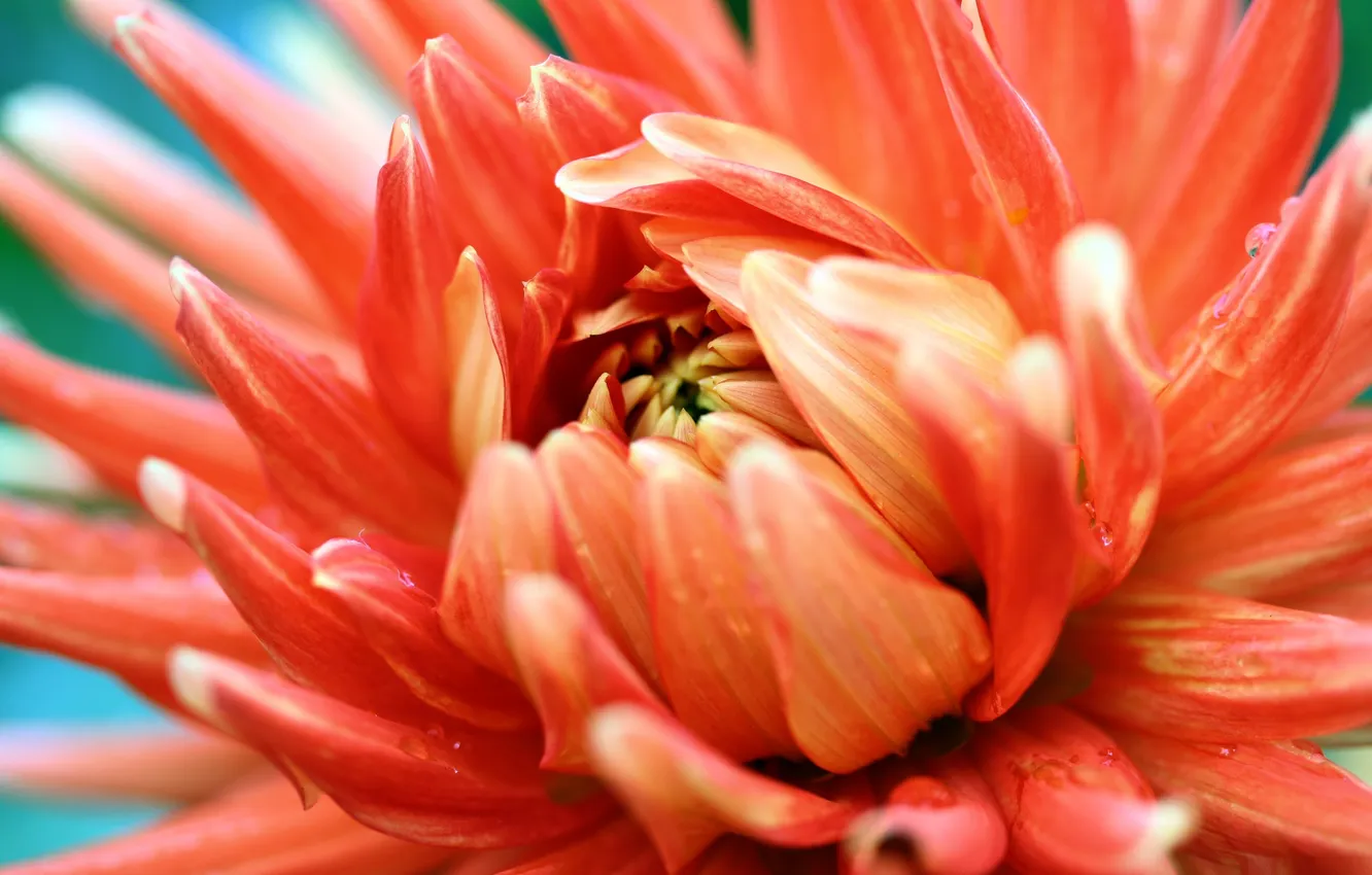 Photo wallpaper flower, orange, photo, petals, orange passion