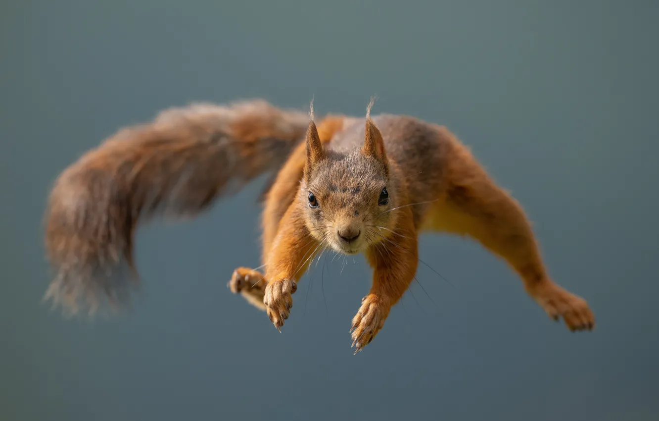 Photo wallpaper look, light, flight, pose, jump, legs, protein, muzzle