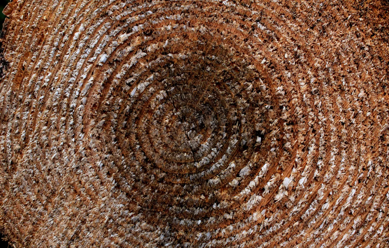 Photo wallpaper trees, cracked, texture, ring