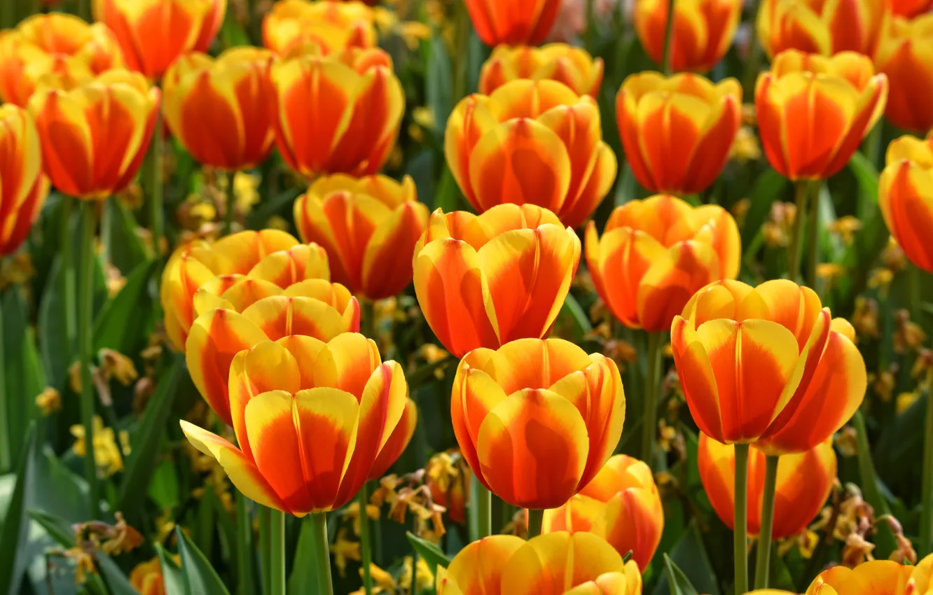 Photo wallpaper field, water, flowers, bright, positive, spring, garden, tulips
