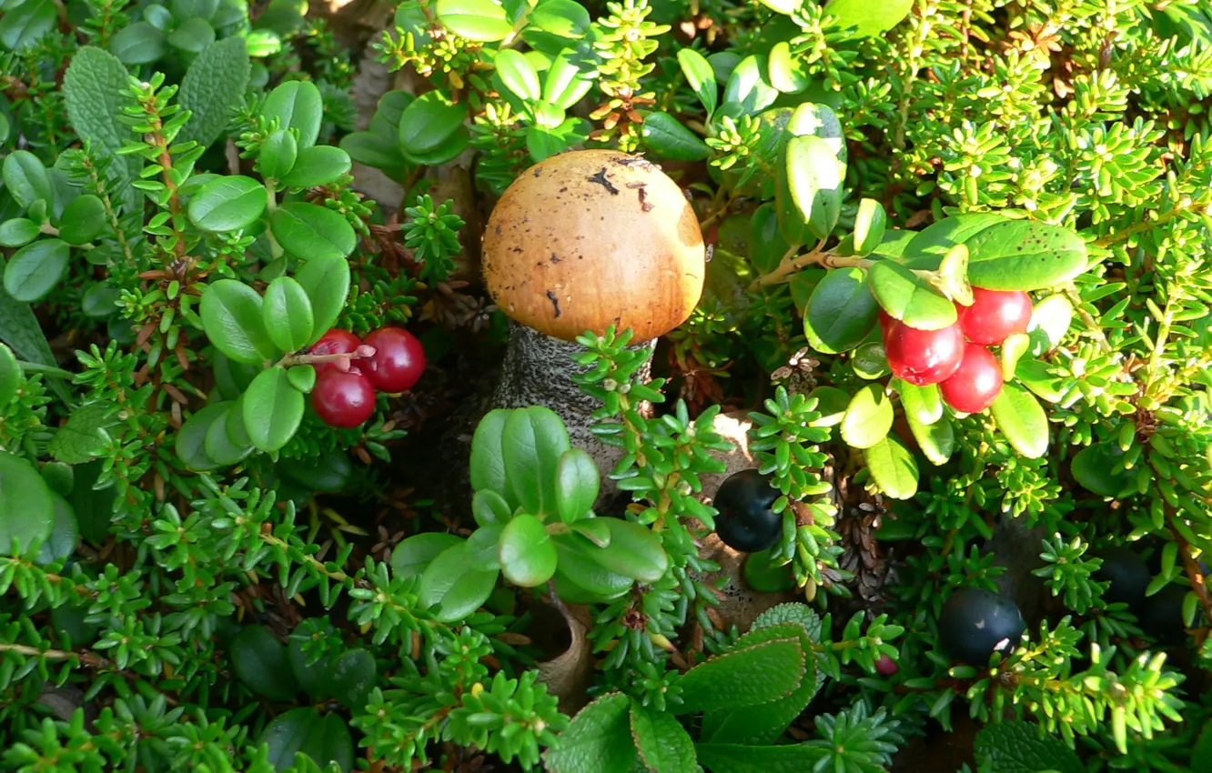 Photo wallpaper forest, berries, mushrooms, podosinoviki