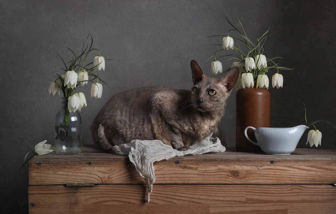 Photo wallpaper cat, cat, look, flowers, pose, grey, Board, bottle