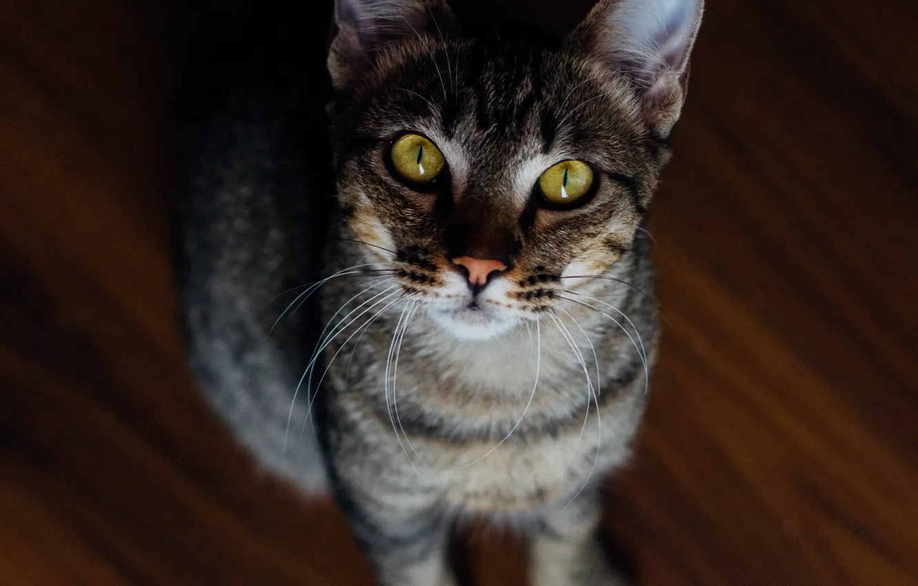 Photo wallpaper cat, cat, look, face, pose, floor, sitting, striped