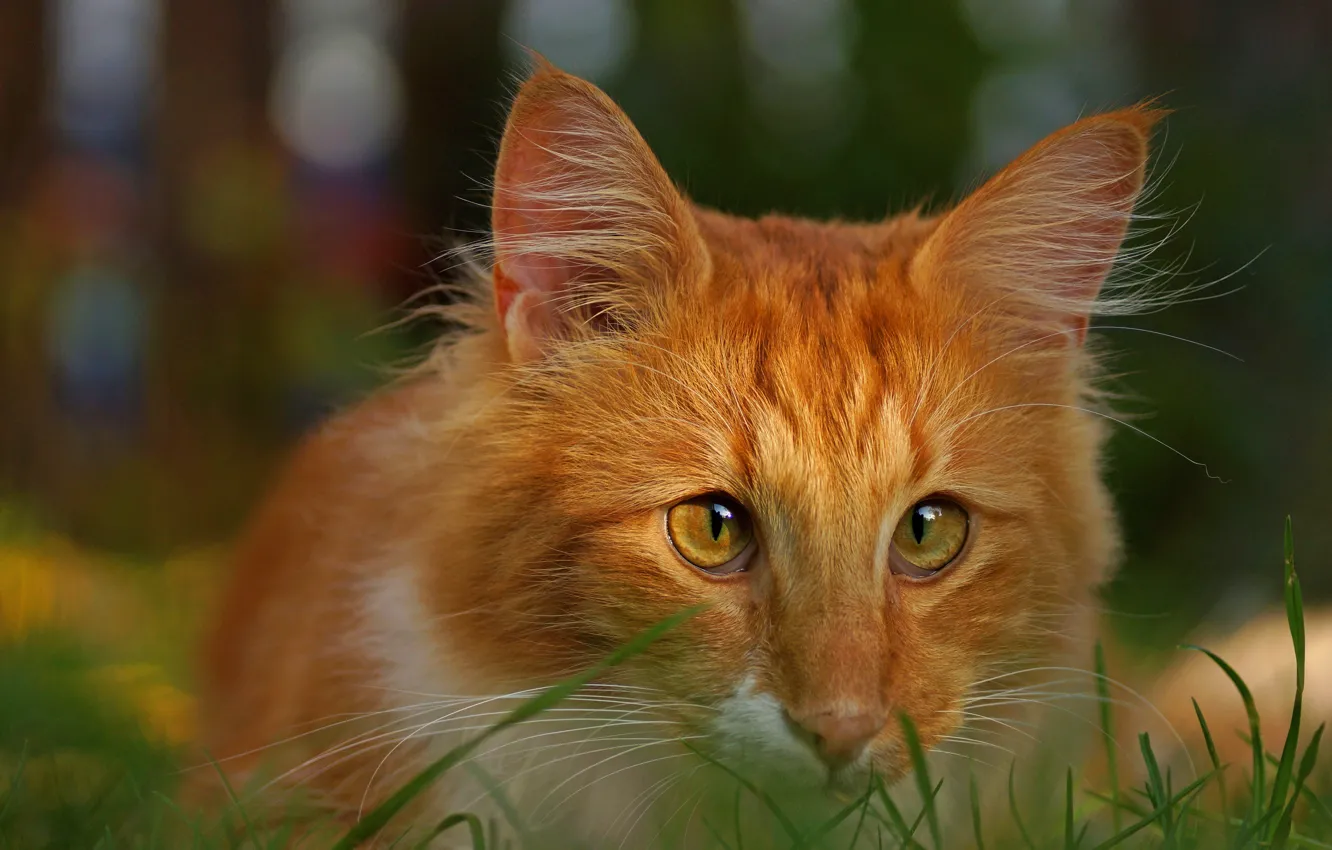 Photo wallpaper cat, cat, look, portrait, red