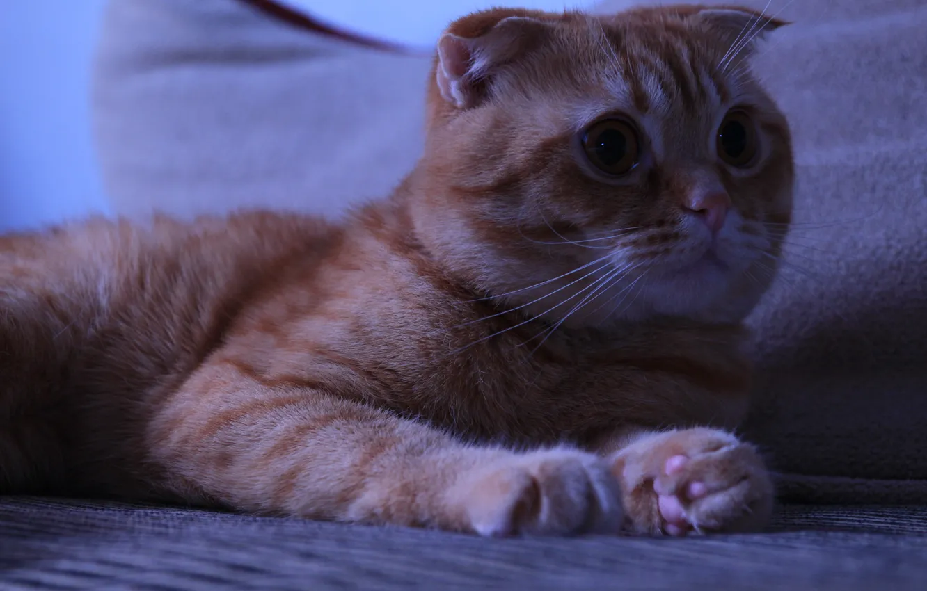 Photo wallpaper cat, look, cat, paws, kitten, cat, Tomcat, Kote