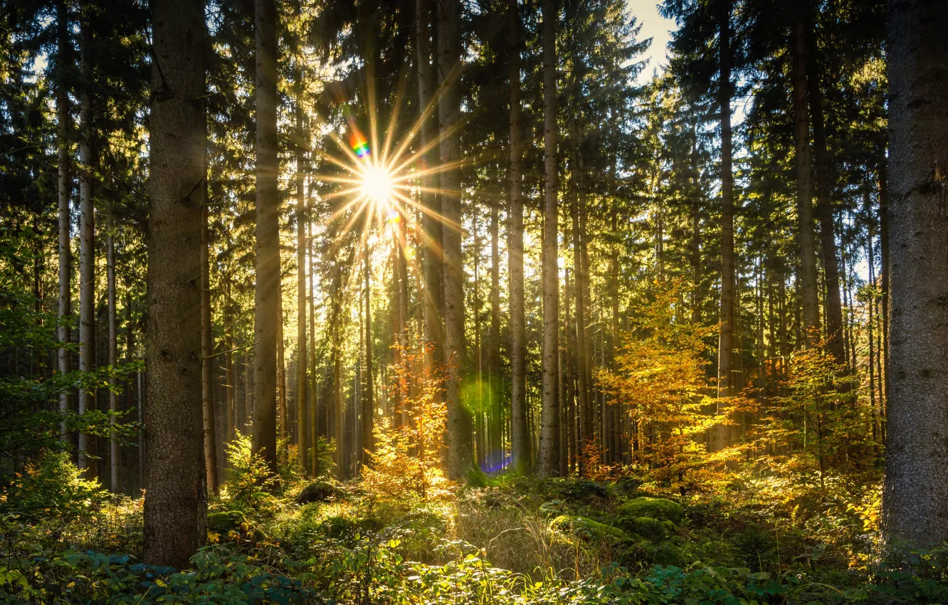 Photo wallpaper autumn, forest, the sun, rays, trees